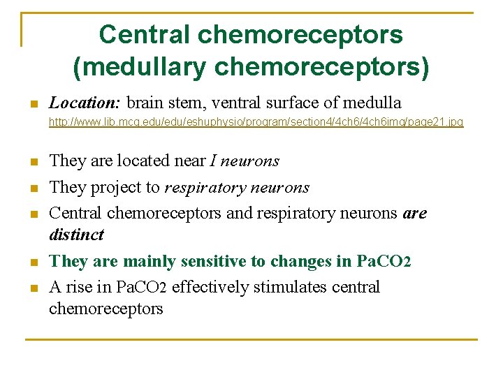 Central chemoreceptors (medullary chemoreceptors) n Location: brain stem, ventral surface of medulla http: //www.