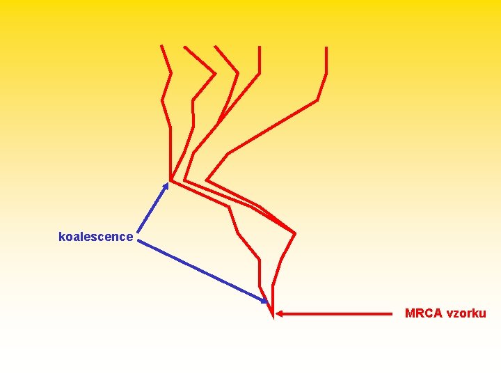 koalescence MRCA vzorku 