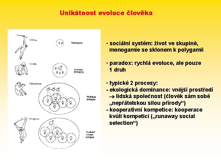 Unikátnost evoluce člověka • sociální systém: život ve skupině, monogamie se sklonem k polygamii