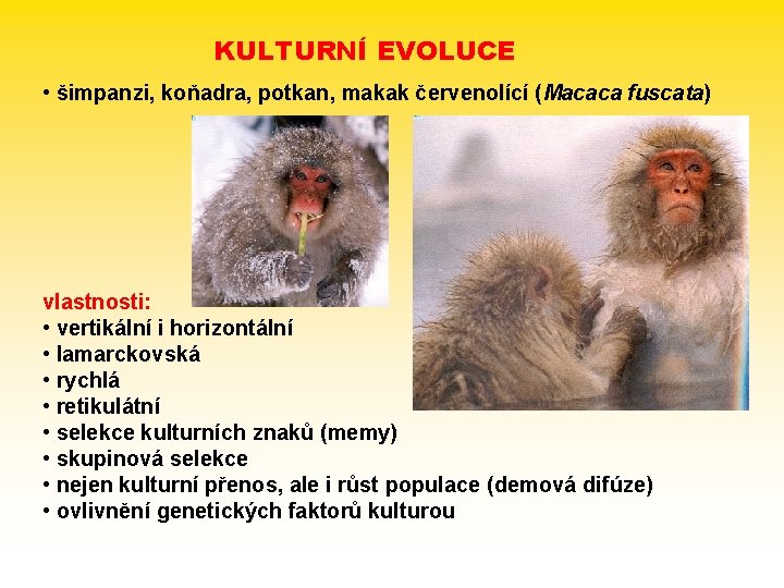 KULTURNÍ EVOLUCE • šimpanzi, koňadra, potkan, makak červenolící (Macaca fuscata) vlastnosti: • vertikální i