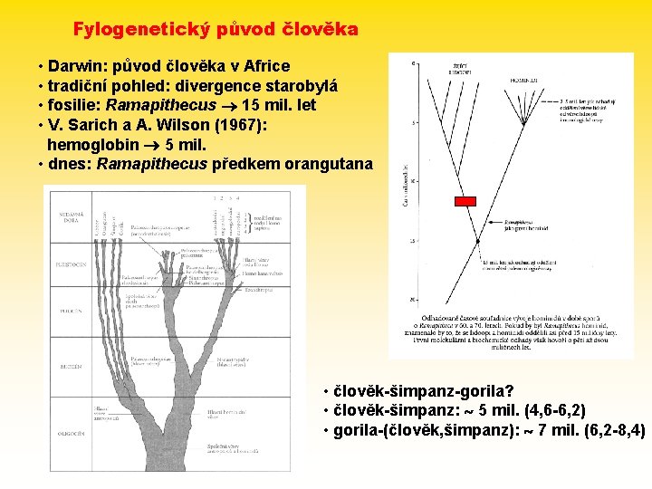 Fylogenetický původ člověka • Darwin: původ člověka v Africe • tradiční pohled: divergence starobylá