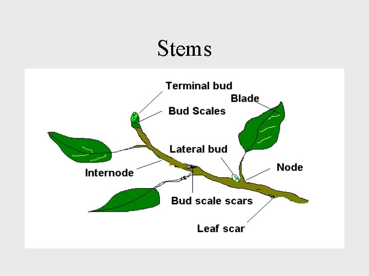 Stems 