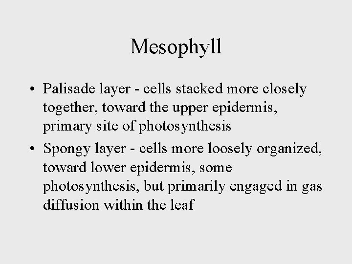 Mesophyll • Palisade layer - cells stacked more closely together, toward the upper epidermis,