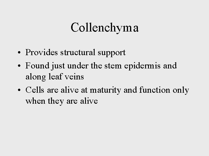 Collenchyma • Provides structural support • Found just under the stem epidermis and along