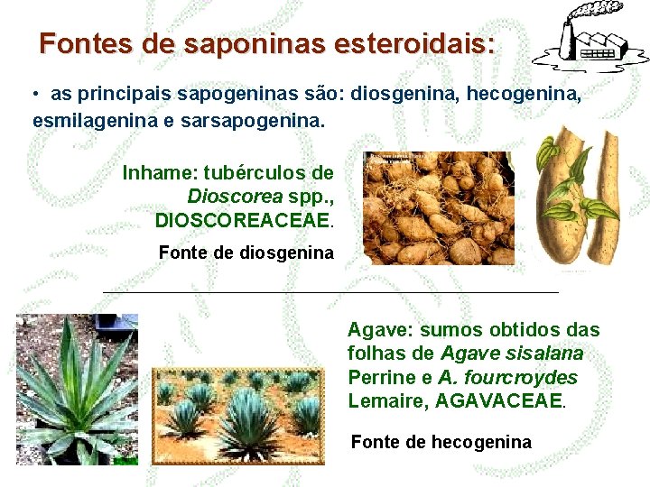 Fontes de saponinas esteroidais: • as principais sapogeninas são: diosgenina, hecogenina, esmilagenina e sarsapogenina.