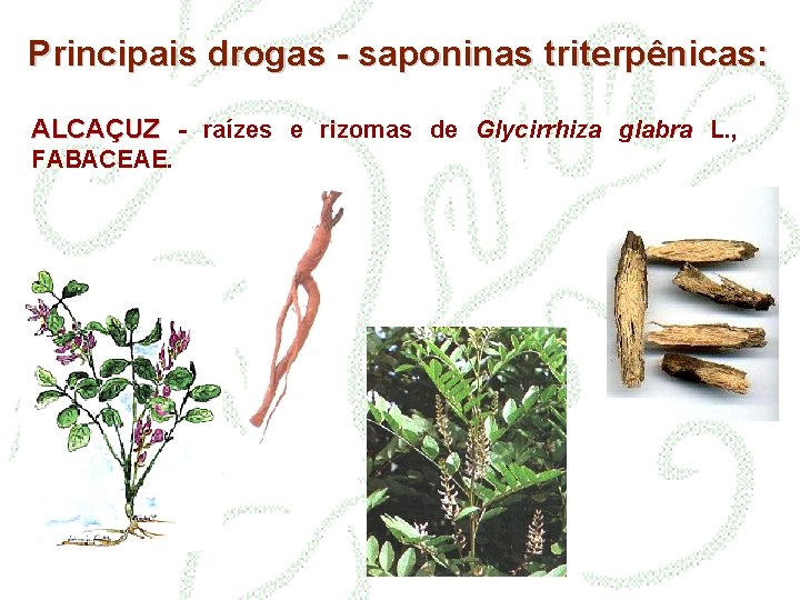 Principais drogas - saponinas triterpênicas: ALCAÇUZ - raízes e rizomas de Glycirrhiza glabra L.