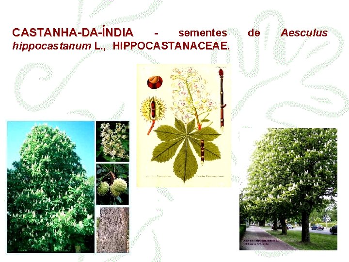 CASTANHA-DA-ÍNDIA sementes hippocastanum L. , HIPPOCASTANACEAE. de Aesculus 