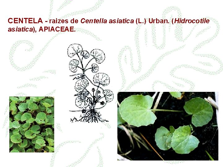 CENTELA - raizes de Centella asiatica (L. ) Urban. (Hidrocotile asiatica), APIACEAE. 