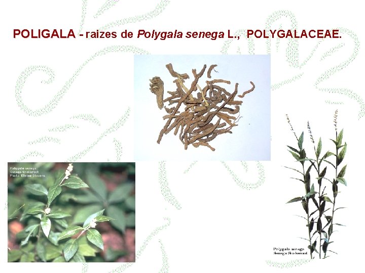POLIGALA - raizes de Polygala senega L. , POLYGALACEAE. 