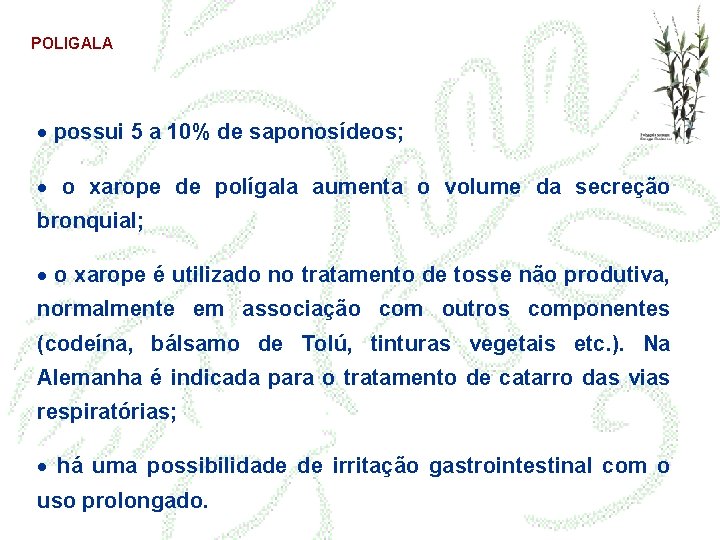 POLIGALA · possui 5 a 10% de saponosídeos; · o xarope de polígala aumenta