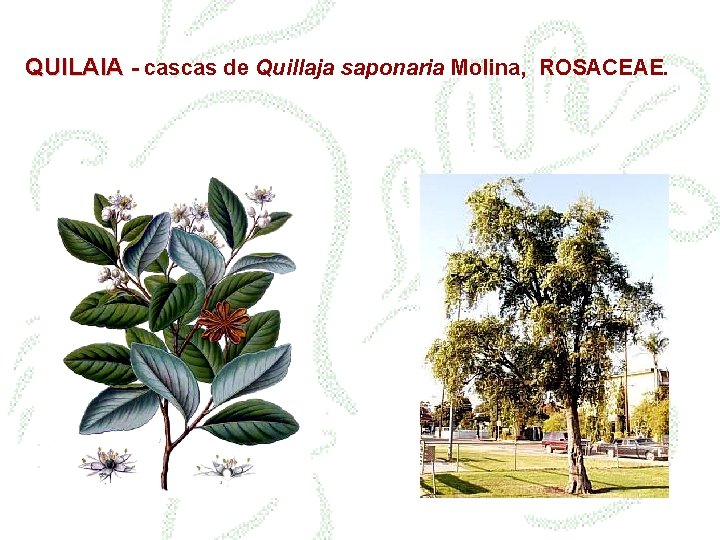 QUILAIA - cascas de Quillaja saponaria Molina, ROSACEAE. 
