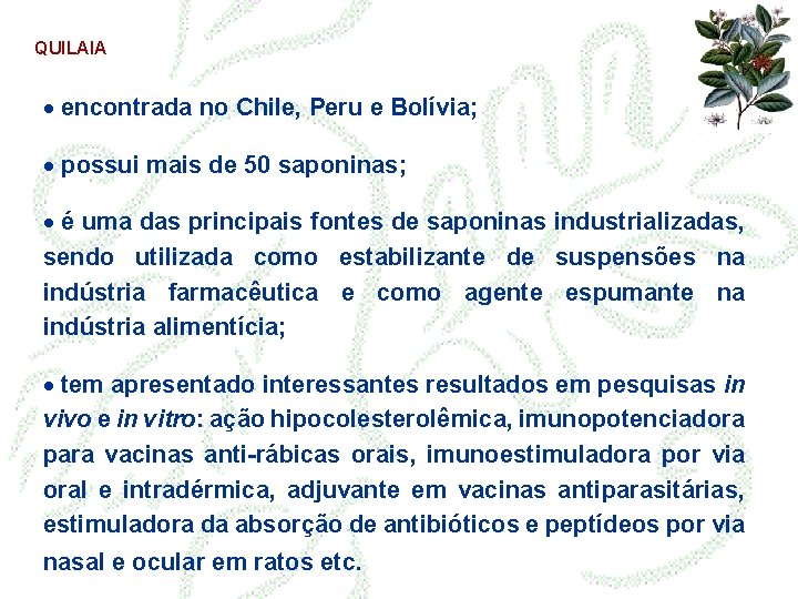 QUILAIA · encontrada no Chile, Peru e Bolívia; · possui mais de 50 saponinas;