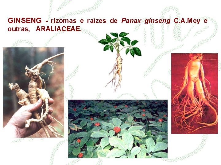 GINSENG - rizomas e raízes de Panax ginseng C. A. Mey e outras, ARALIACEAE.