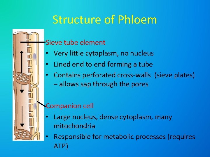 Structure of Phloem Sieve tube element • Very little cytoplasm, no nucleus • Lined