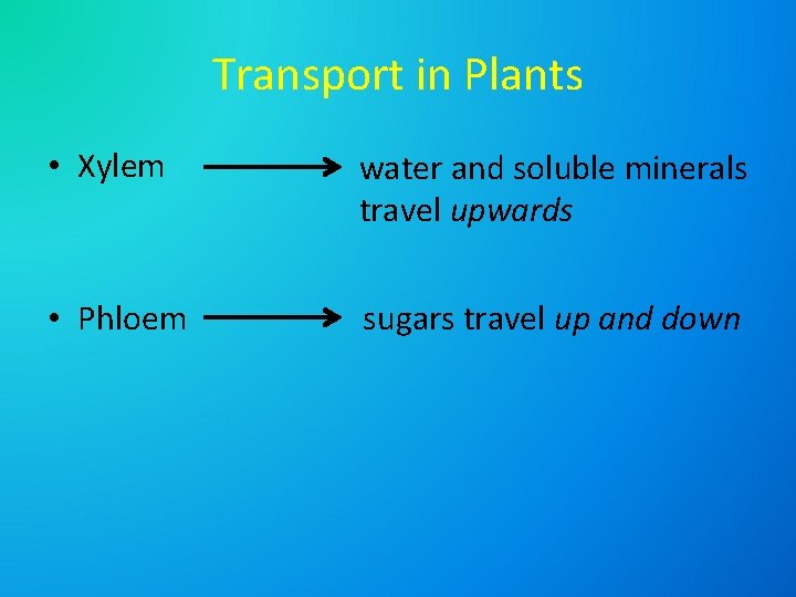 Transport in Plants • Xylem water and soluble minerals travel upwards • Phloem sugars