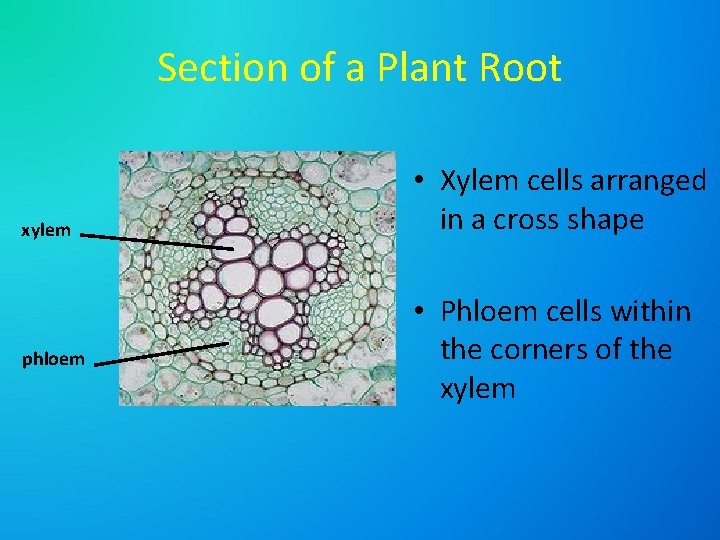 Section of a Plant Root xylem phloem • Xylem cells arranged in a cross