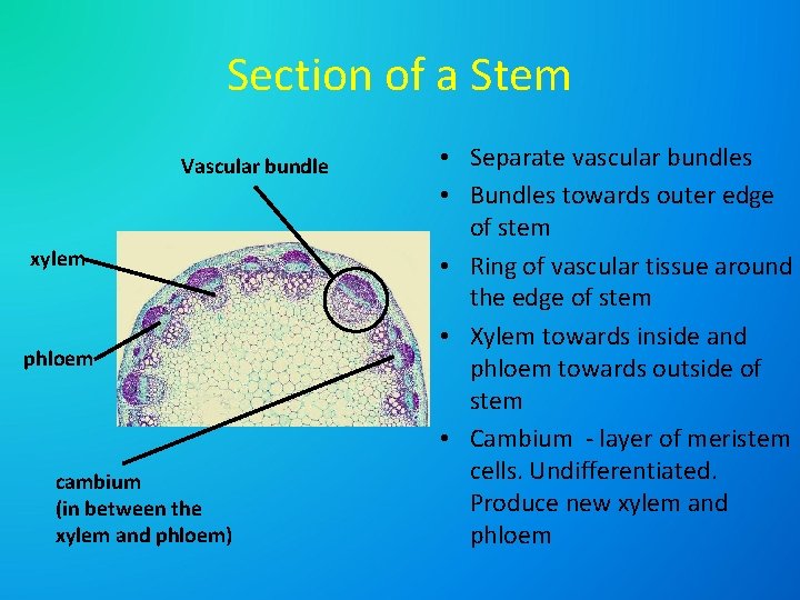 Section of a Stem Vascular bundle xylem phloem cambium (in between the xylem and