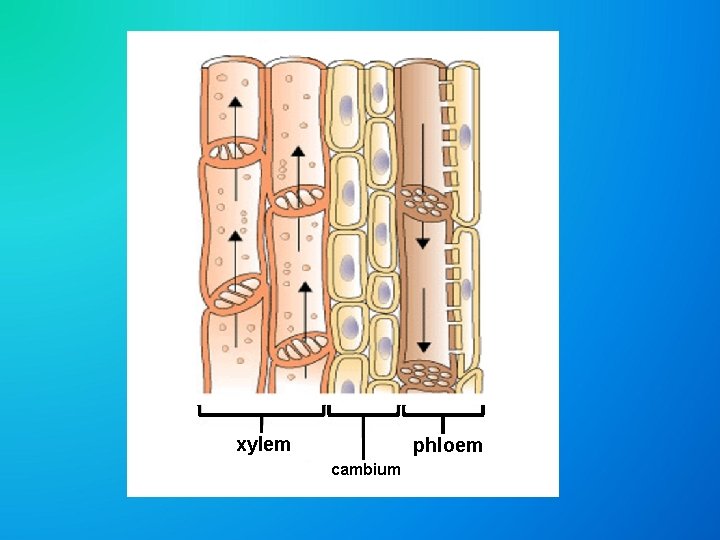 phloem xylem cambium 