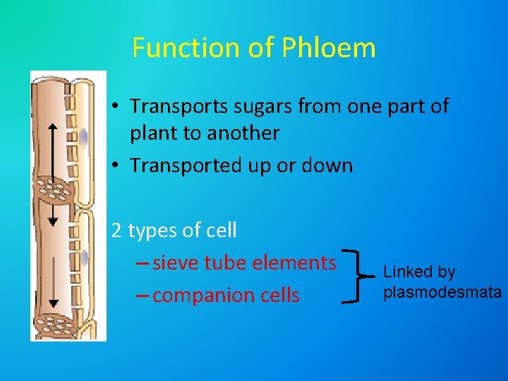 Function of Phloem • Transports sugars from one part of plant to another •