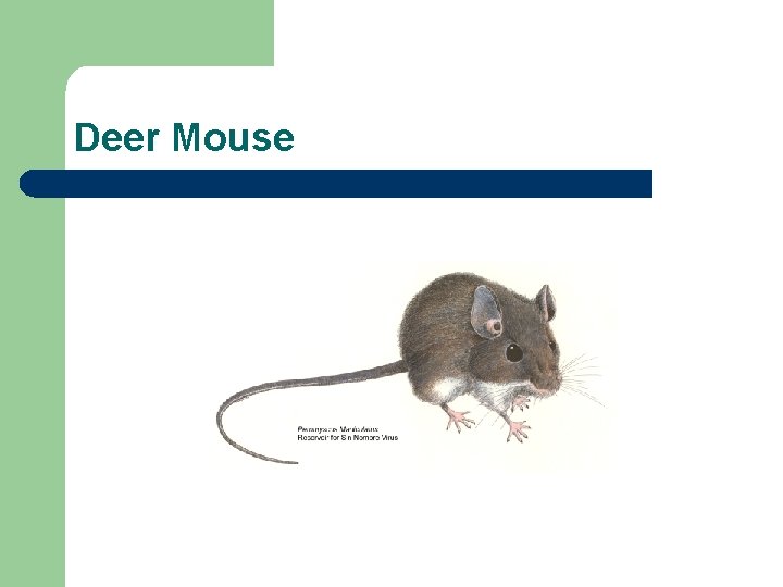 Deer Mouse 