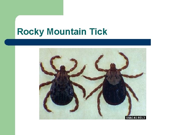 Rocky Mountain Tick 