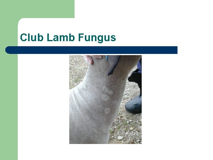 Club Lamb Fungus 