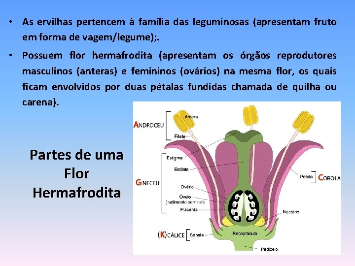  • As ervilhas pertencem à família das leguminosas (apresentam fruto em forma de