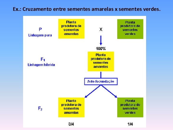 Ex. : Cruzamento entre sementes amarelas x sementes verdes. 