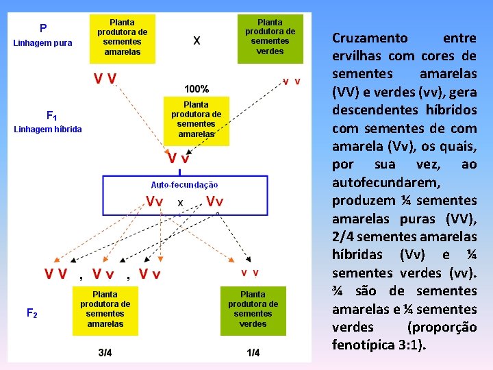 Cruzamento entre ervilhas com cores de sementes amarelas (VV) e verdes (vv), gera descendentes