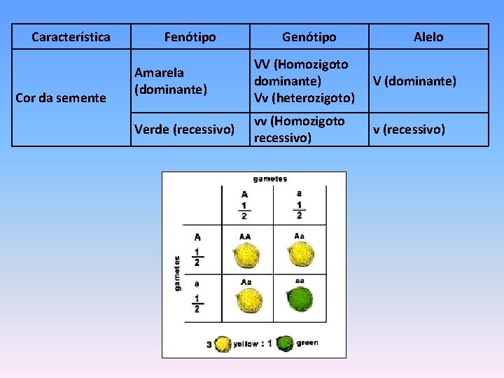 Característica Cor da semente Fenótipo Genótipo Alelo Amarela (dominante) VV (Homozigoto dominante) Vv (heterozigoto)