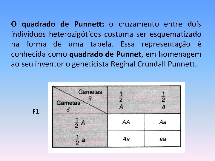 O quadrado de Punnett: o cruzamento entre dois indivíduos heterozigóticos costuma ser esquematizado na