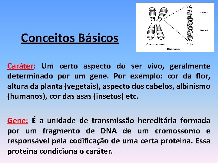 Conceitos Básicos Caráter: Um certo aspecto do ser vivo, geralmente determinado por um gene.