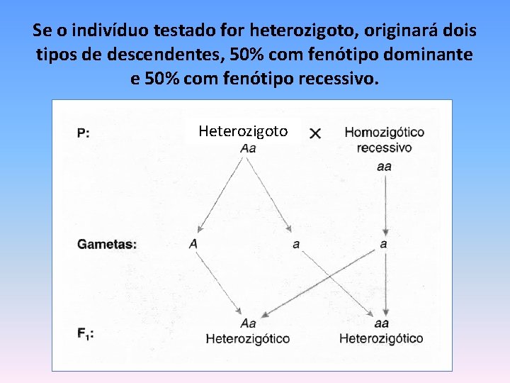 Se o indivíduo testado for heterozigoto, originará dois tipos de descendentes, 50% com fenótipo