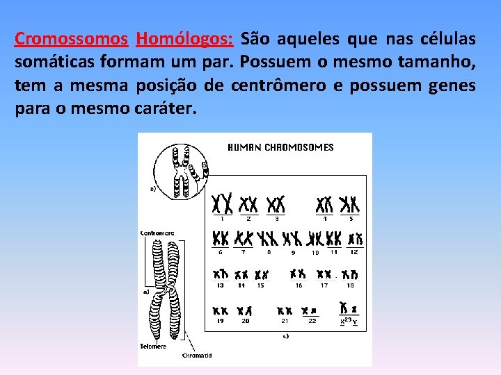 Cromossomos Homólogos: São aqueles que nas células somáticas formam um par. Possuem o mesmo