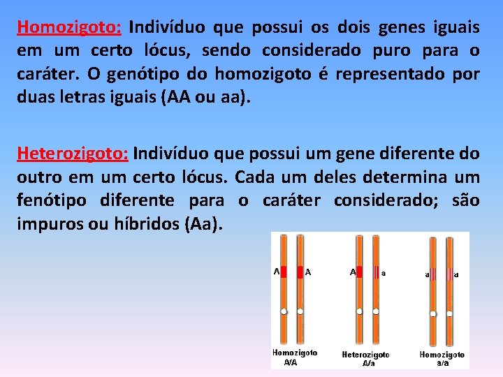 Homozigoto: Indivíduo que possui os dois genes iguais em um certo lócus, sendo considerado