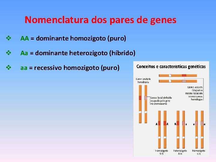 Nomenclatura dos pares de genes v AA = dominante homozigoto (puro) v Aa =