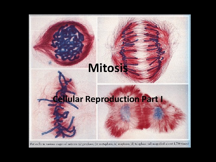 Mitosis Cellular Reproduction Part I 