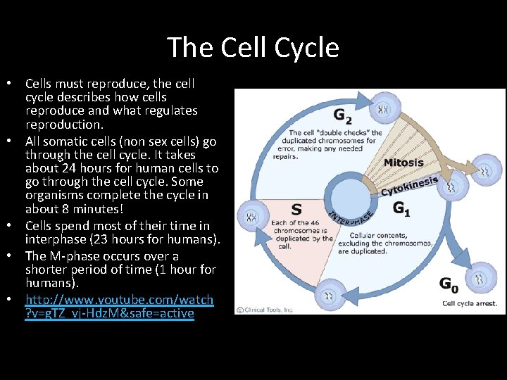 The Cell Cycle • Cells must reproduce, the cell cycle describes how cells reproduce