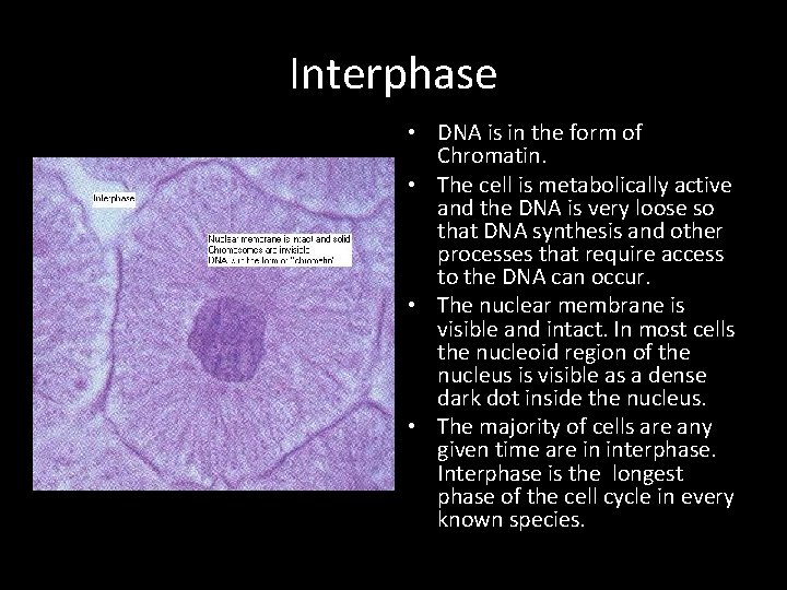 Interphase • DNA is in the form of Chromatin. • The cell is metabolically