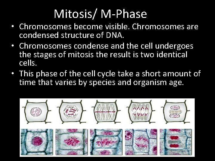 Mitosis/ M-Phase • Chromosomes become visible. Chromosomes are condensed structure of DNA. • Chromosomes