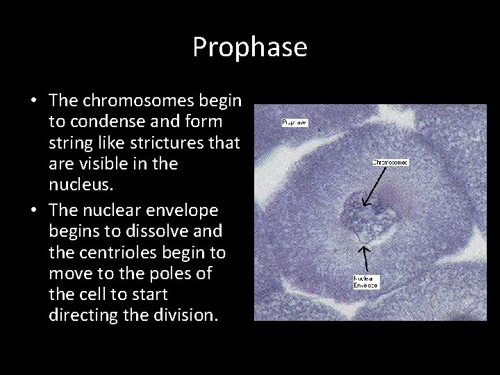 Prophase • The chromosomes begin to condense and form string like strictures that are