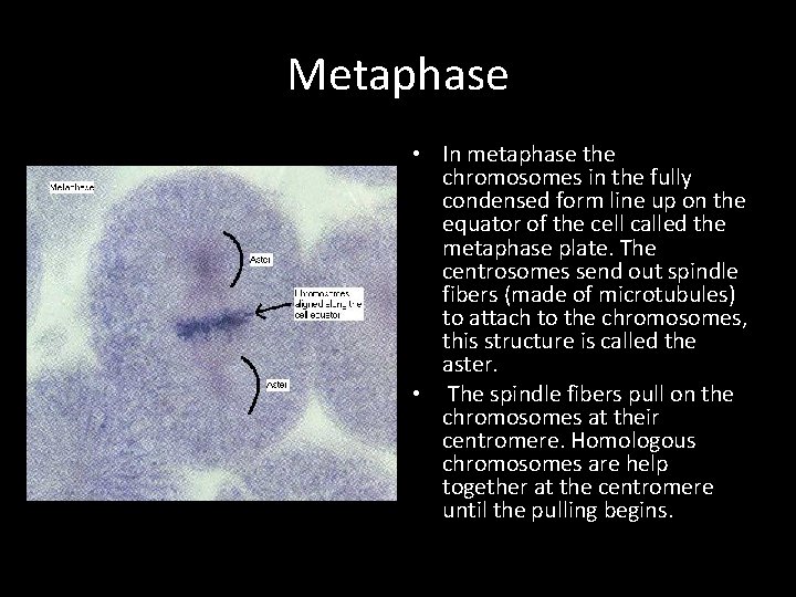 Metaphase • In metaphase the chromosomes in the fully condensed form line up on