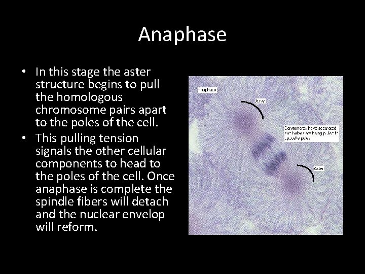 Anaphase • In this stage the aster structure begins to pull the homologous chromosome