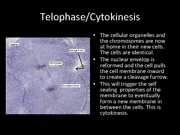 Telophase/Cytokinesis • The cellular organelles and the chromosomes are now at home in their