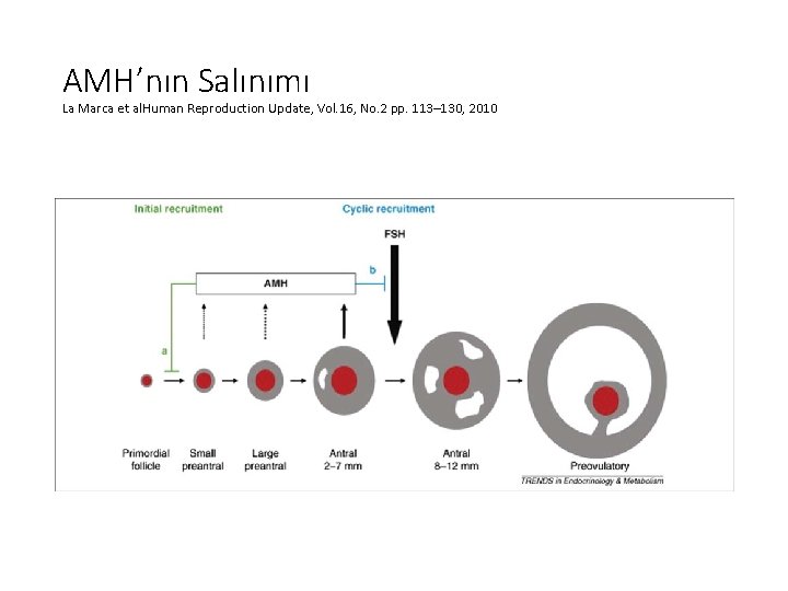 AMH’nın Salınımı La Marca et al. Human Reproduction Update, Vol. 16, No. 2 pp.