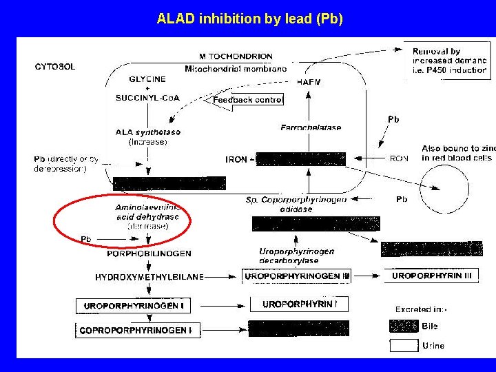 ALAD inhibition by lead (Pb) ALAD inhibition by lead (Pb)
