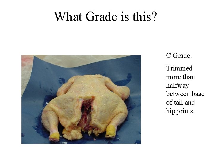 What Grade is this? C Grade. Trimmed more than halfway between base of tail What Grade is this? C Grade. Trimmed more than halfway between base of tail