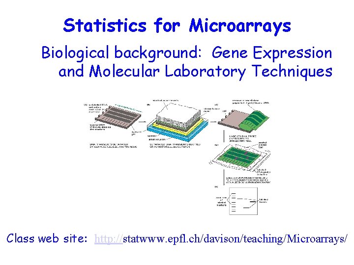 Statistics for Microarrays Biological background: Gene Expression and Molecular Laboratory Techniques Class web site: