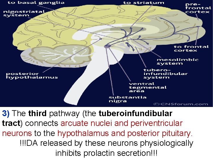 3) The third pathway (the tuberoinfundibular tract) connects arcuate nuclei and periventricular neurons to