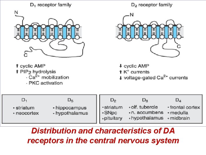 Distribution and characteristics of DA receptors in the central nervous system 